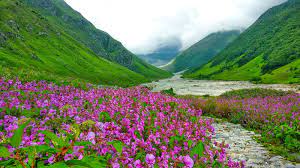 Valley of Flower1