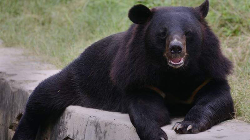 Haimalayan Black Bear