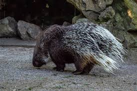 Indian Crested porcupine (hystricomorph rodent species)