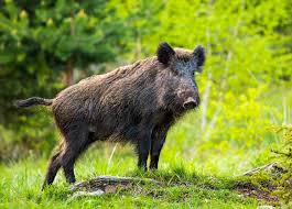 Wild Boar (Wild Pig)