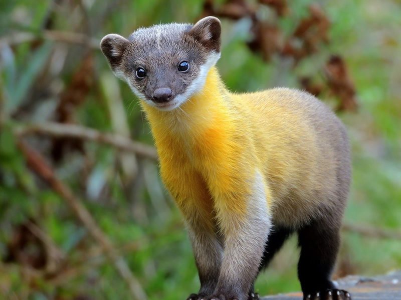 Yellow-throated marten (marten species)