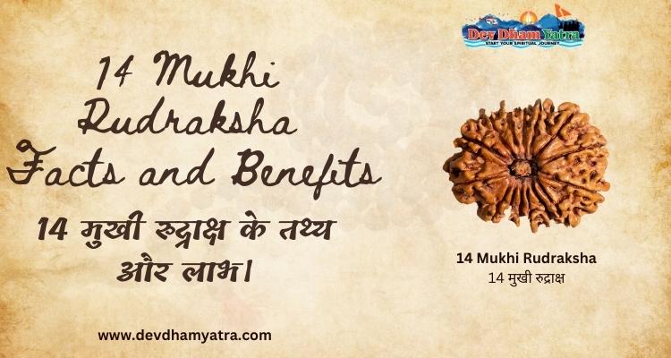 14 mukhi rudraksha