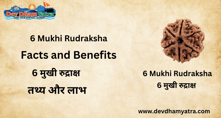 6 Mukhi Rudraksha