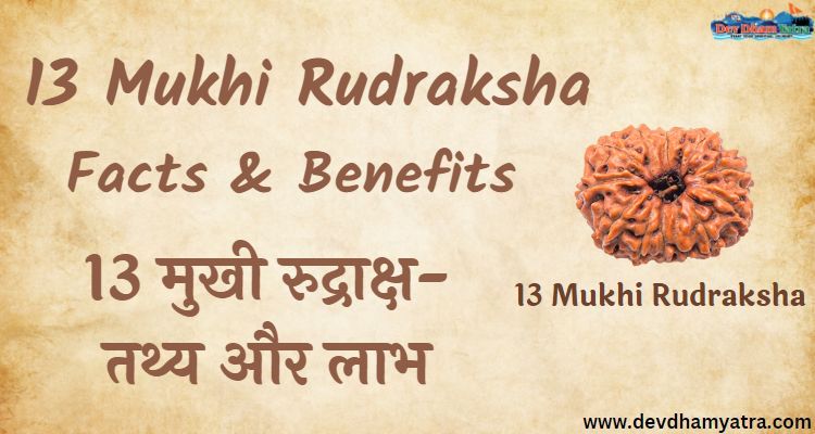 13 Mukhi Rudraksha