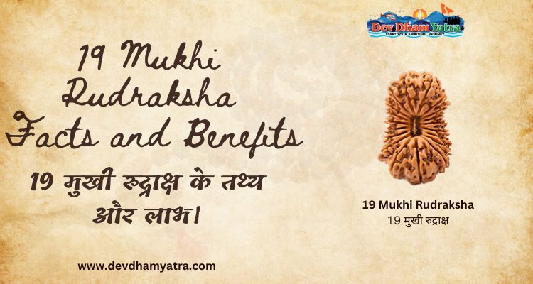 19 mukhi rudraksha