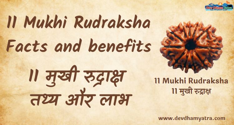 11 Mukhi Rudraksha