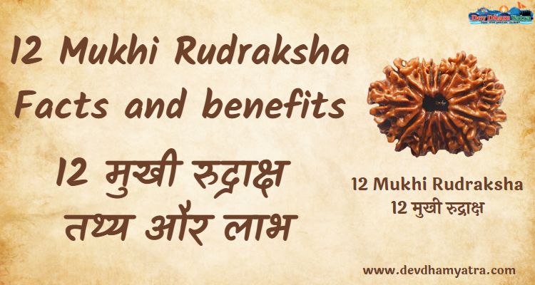 12 Mukhi Rudraksha