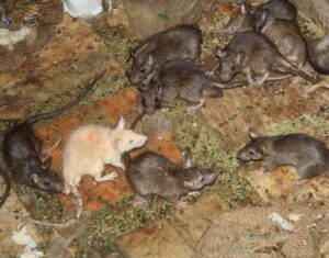 White Rat in Karni Mata Temple