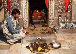 Worship in Karni Mata Temple